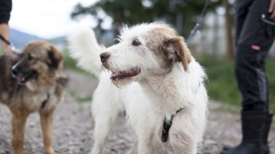 Viisi tavallista neuvoa vetävän koiran omistajalle – ja miksi hihna voi silti pysyä kireällä