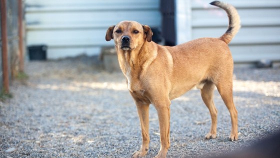 Ei siitä tottelevaista tullutkaan – 10 tavallista syytä pieleen menneelle koiran koulutukselle