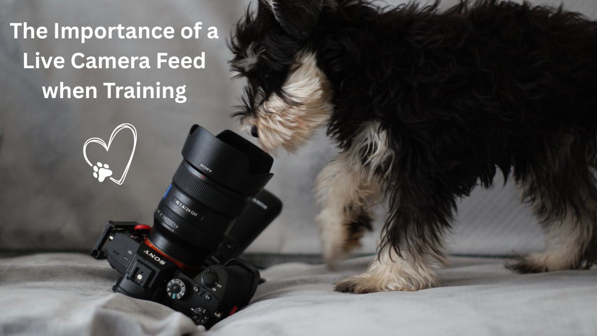 The Importance of a Live Camera Feed when Training