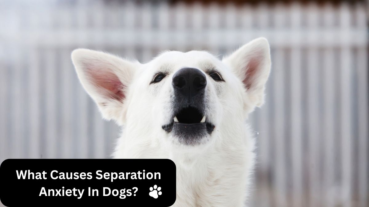 Understanding the Causes of Separation Anxiety in Dogs