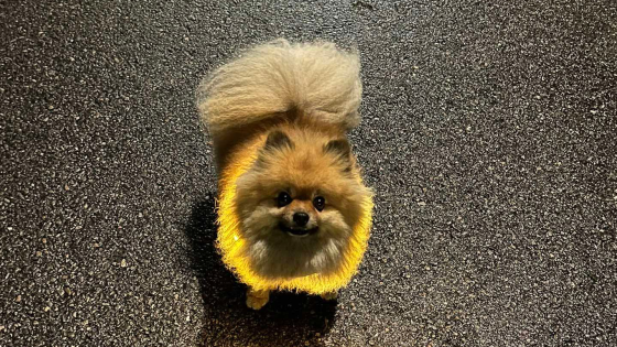 Loomaarst hoiatab ⟩ See raske haigus ohustab eakaid koeri ja kasse sagedamini, kui võib arvata