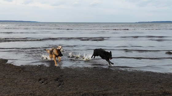 Loomaarst vastab: kuidas varajane kastreerimine või steriliseerimine koera käitumist mõjutab?