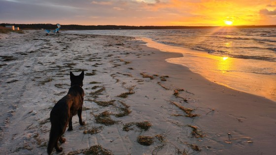 Loom ei saa öelda, et tahab surra! Kas kavandatav seadus toob kaasa „mugavustapmised“?