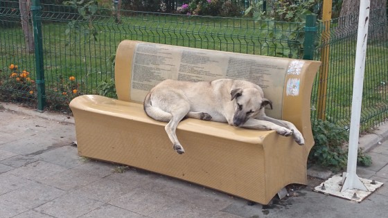 Tiina Toomet: kui loomaarst ei ole enam looma advokaat, kes siis on? Loomadel on õigus eutanaasiale!