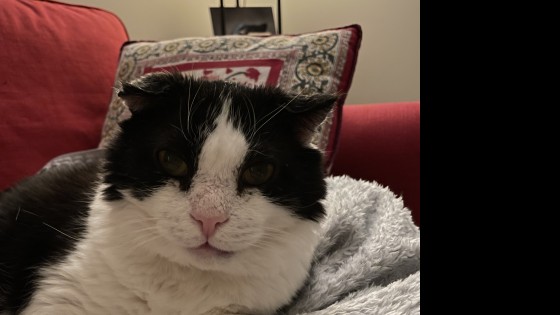 Valu – sõber või vaenlane? 🐾