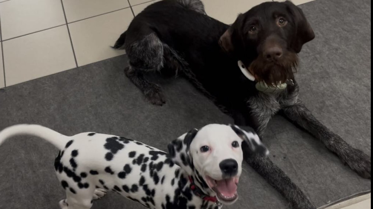 Noorukieas koer ja tema hirmud