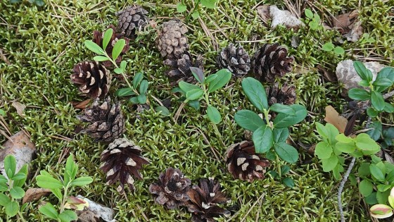 Kainomind kaupan ovi on jo raollaan