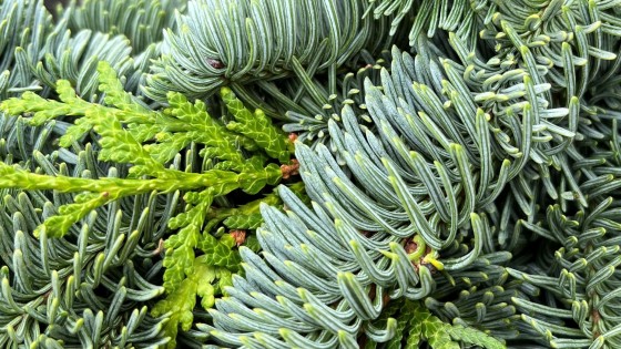 🍂 November – när trädgården vilar, men tankarna spirar