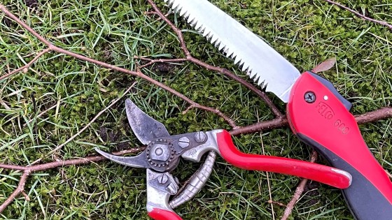 Föryngring och Gallring