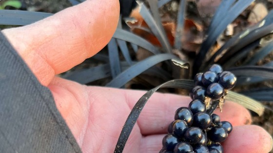 Mörkt ormskägg🖤