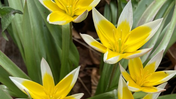 Vad kan man göra i januari i trädgården?