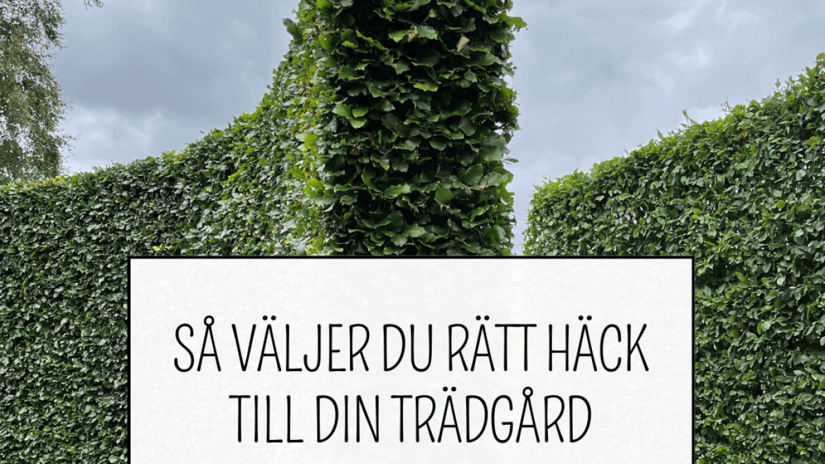 Gratis guide om att välja häck