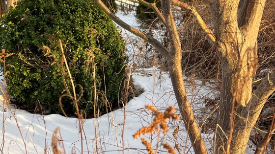 Skydda dina växter mot vårsolen