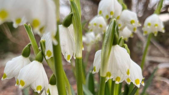 Göra i trädgården i mars