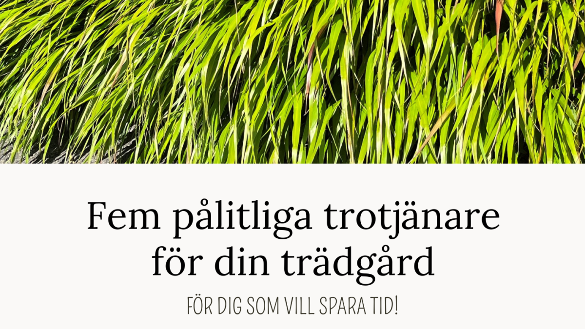 Genvägen till en lättskött trädgård - hämta din guide