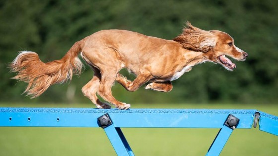 Balanshindret i agility: Risker, skador och hur du förebygger dem