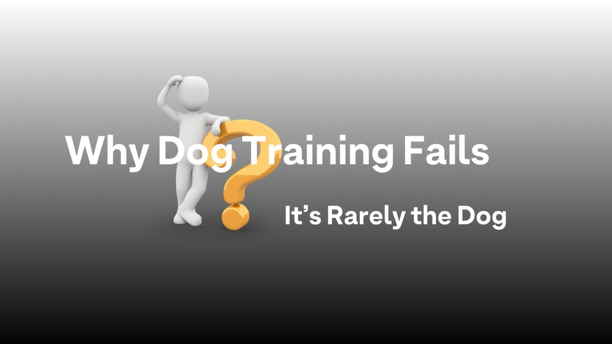 Why Dog Training Fails: It's Rarely the Dog