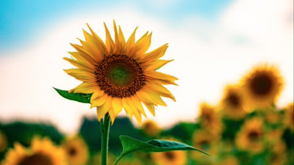 Empowering Leadership: Unleashing Potential and Driving Results