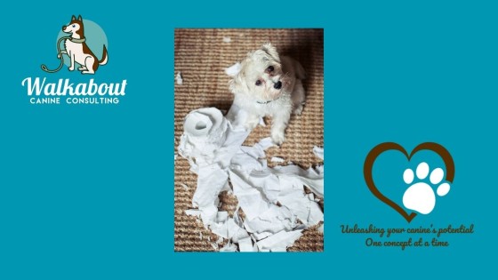 Why Ripping and Shredding is Good for your Dog