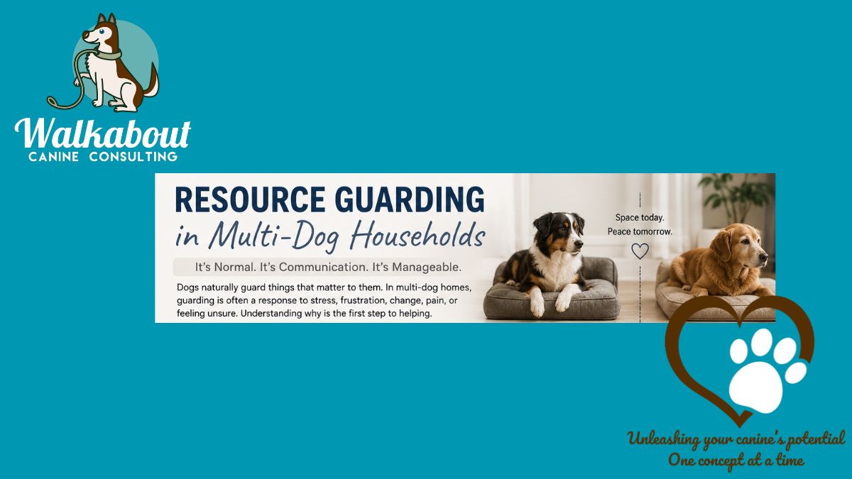 Resource Guarding In Multi Dog Households