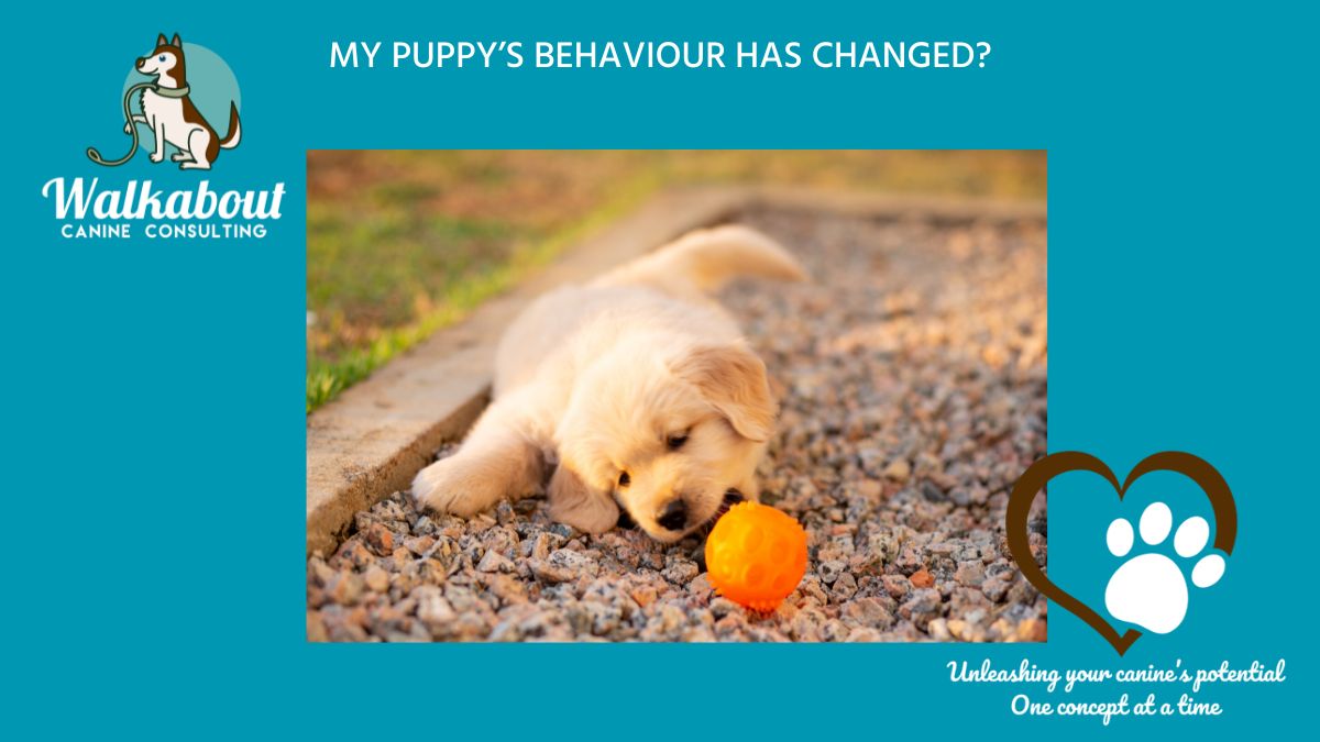 Why is your Perfect Puppy Suddenly Breaks