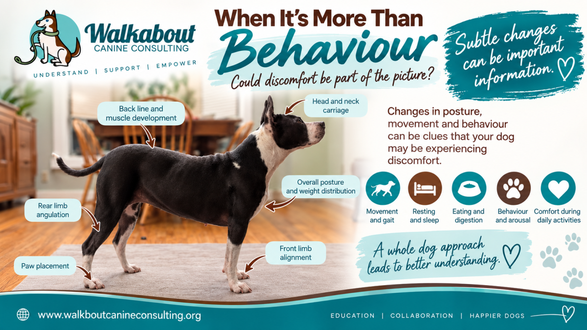 Can Pain Cause Behaviour Changes in Dogs?  When it's more than behaviour.