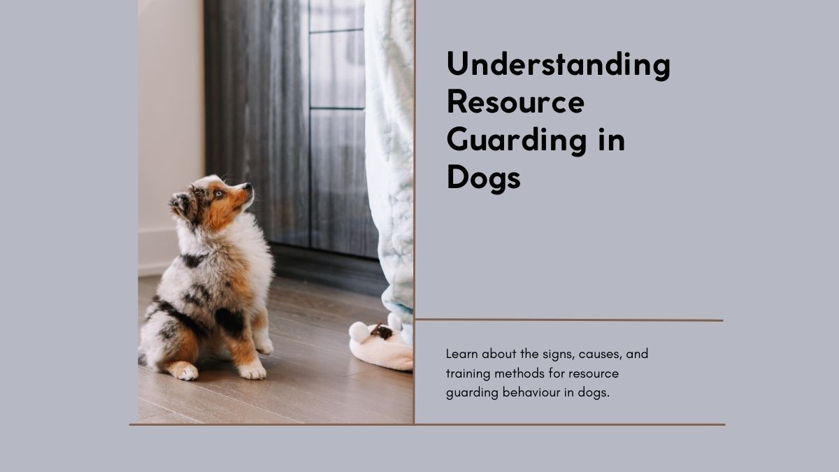 Resource Guarding in Dogs