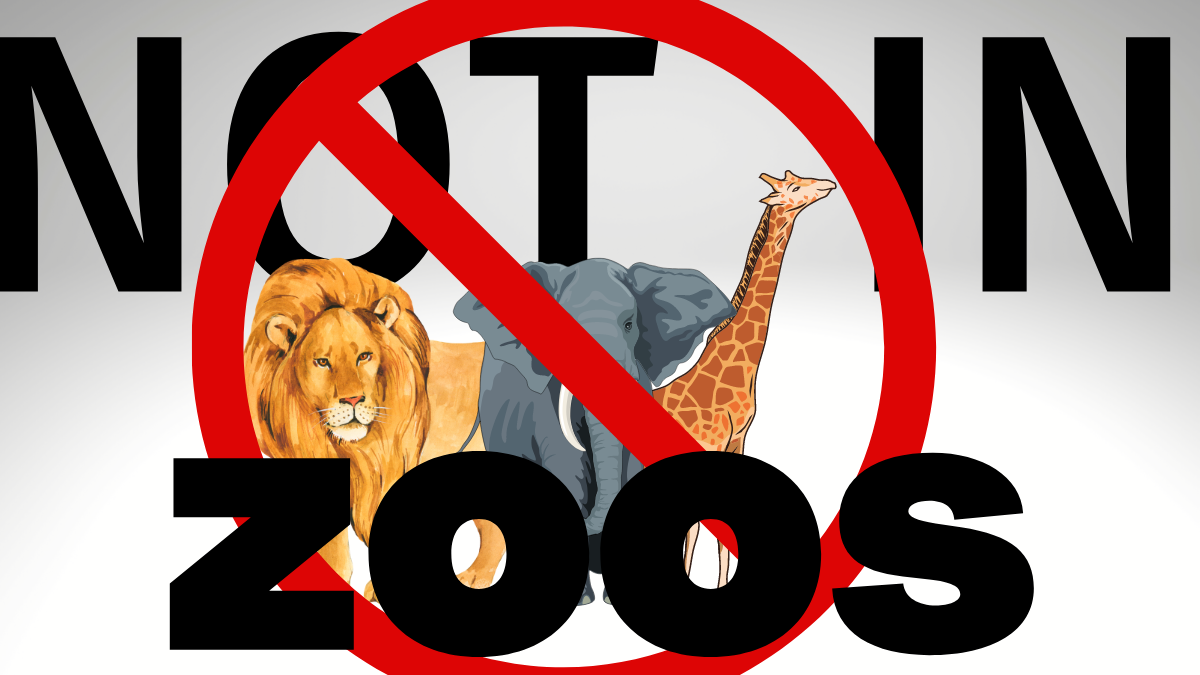 Animals DO NOT Belong in Zoos