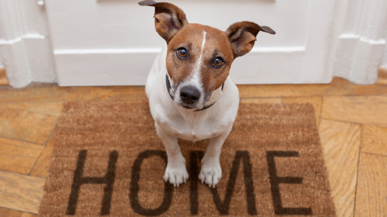 Visitor Aggression: Is Adolescence The Turning Point?