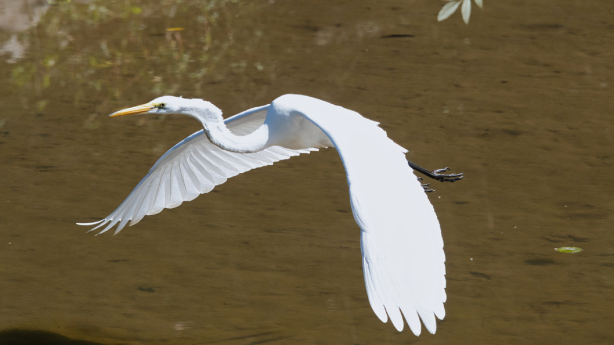 Feathers and flapping – what business has in common with flying (34)