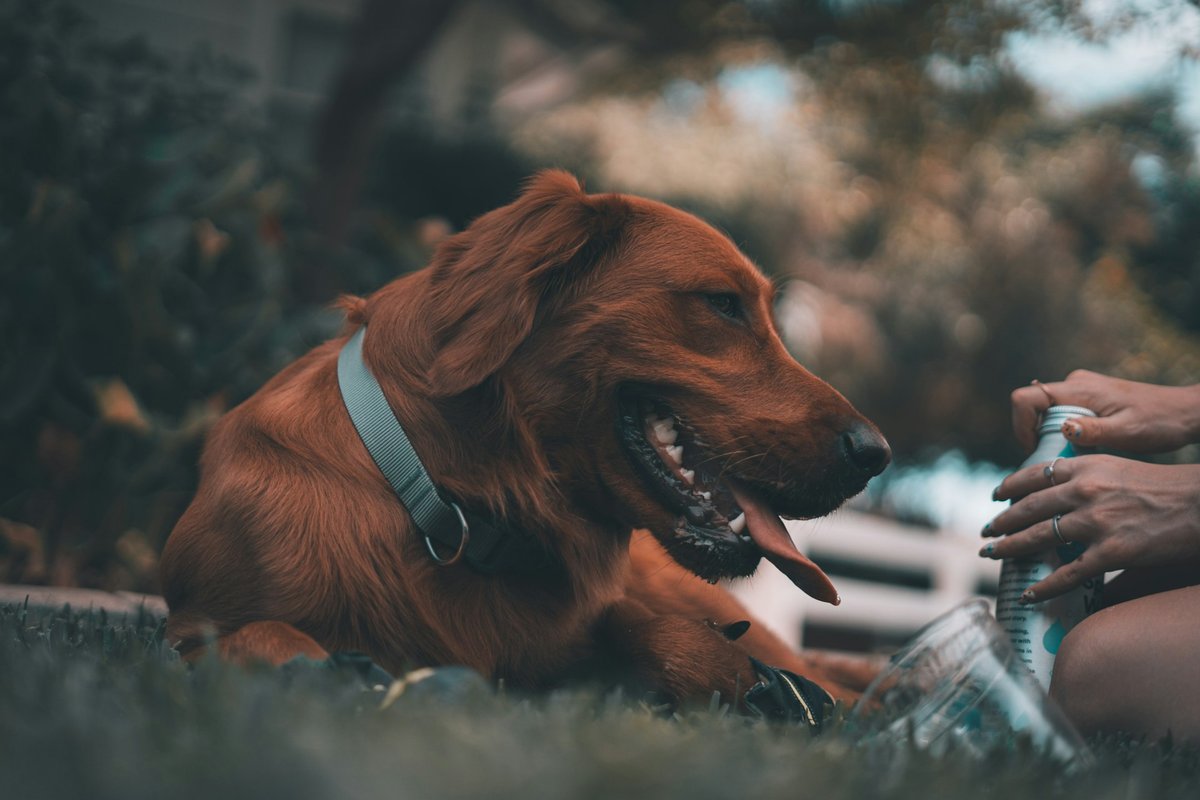 How to Get Help with Filing Dog Bite Lawsuit in Charlotte and Protecting Your Rights