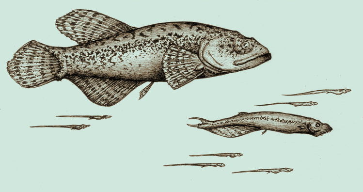 fishies.jpg