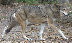 Manage our Wolves Act - H.R.6784 Manage our Wolves Act - H.R.6784