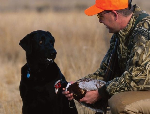hunter with a gun and dog