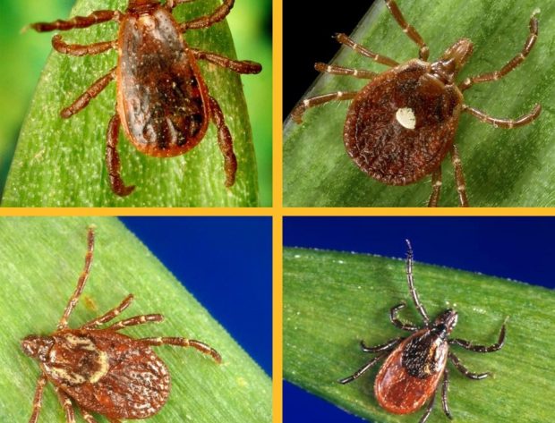 4 tick species