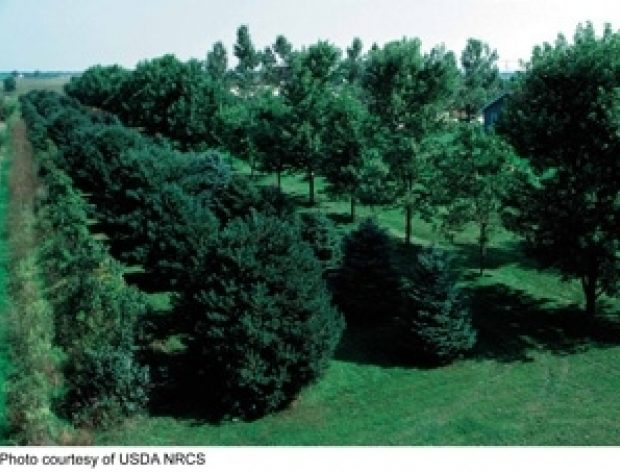 Photo of a tree windbreak from USDA (U.S. Department of Agriculture) NRCS (Natural Resources Conservation Service)