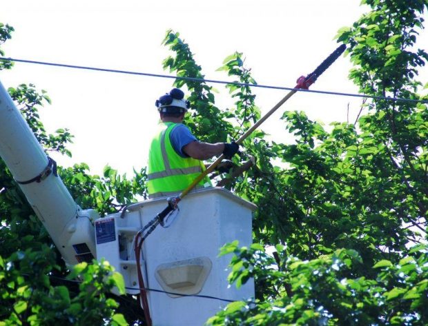 Lineman trimming tree near power line