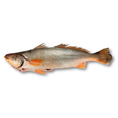 Corvina_Escama_Entera