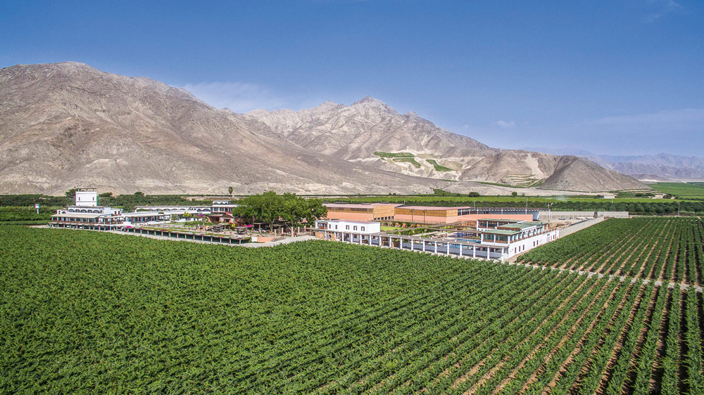 pisco peruano