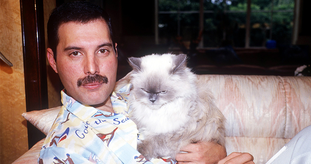 Que Paso Con Los Gatos De Freddie Mercury