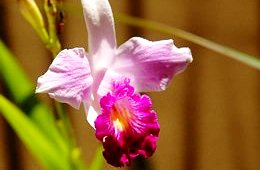 <font face="arial" color="#CF7829">JANUARY 2013</font><br /> GARDENS OF COSTA RICA