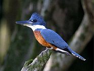 King Fisher