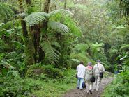 Cloud Forest