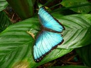 Morpho