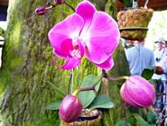 Orchid