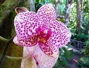 Orchid