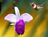 Hummingbird