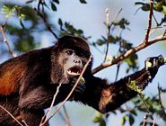 Monkey