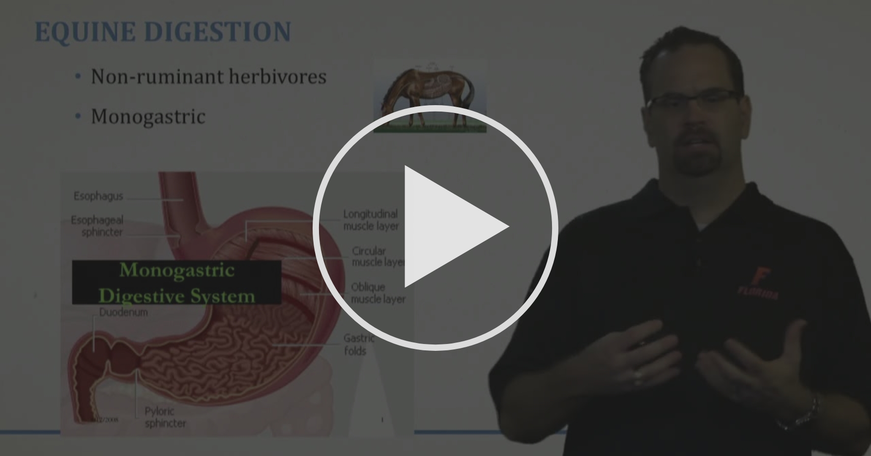 Equine Digestive Anatomy Feeding Management Coursera
