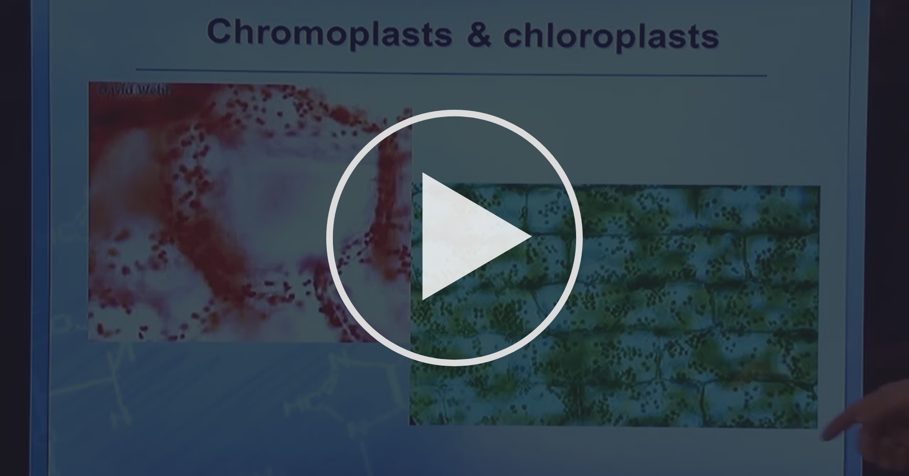7.3 What gives green color to plants? Module 7 and Module 8 Coursera